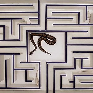 Fotoğraf Swim Little Fish Swim