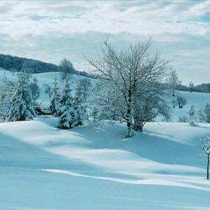 Fotoğraf Arkadaşım Tilki