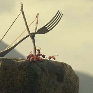 Fotoğraf Kayıp Karıncalar Vadisi