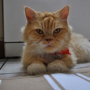 Fotoğraf Kedi Özledi