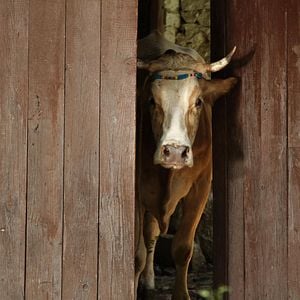 Fotoğraf Sürgün İnek
