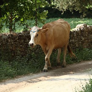 Fotoğraf Sürgün İnek