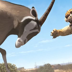 Fotoğraf Cesur Zebra