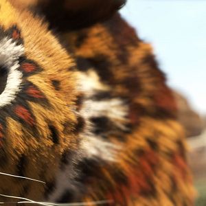 Fotoğraf Cesur Zebra