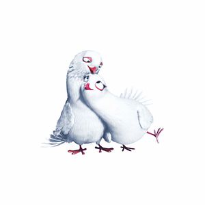 Fotoğraf Büyüler Evi: Sihirbaz Kedi