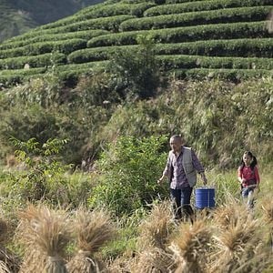 Fotoğraf Le Promeneur d'oiseau