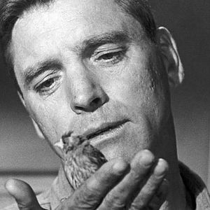 Fotoğraf Alkatraz Kuşçusu