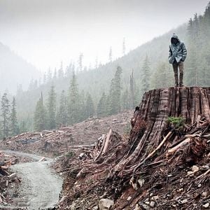 Fotoğraf Eğer Bir Ağaç Devrilirse: Yeryüzü Özgürlük Cephesi’nin Hikâyesi