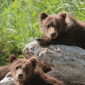 Fotoğraf Bears