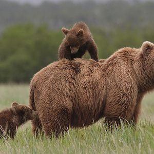 Fotoğraf Bears