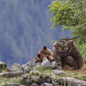 Fotoğraf Bears