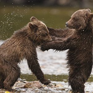 Fotoğraf Bears