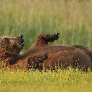 Fotoğraf Bears