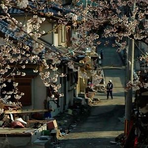 Fotoğraf The Tsunami and the Cherry Blossom