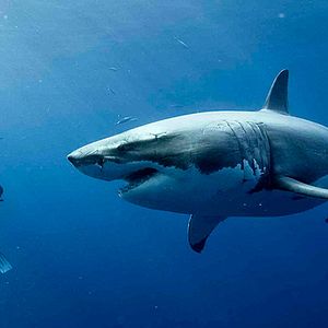 Fotoğraf Denizde Dehşet