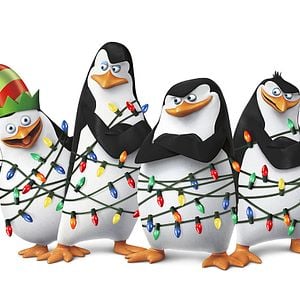 Fotoğraf Madagaskar Penguenleri