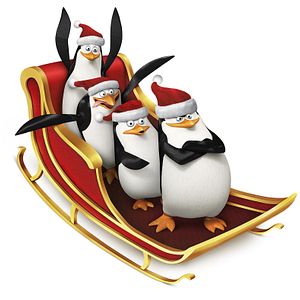 Fotoğraf Madagaskar Penguenleri