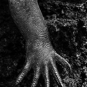 Fotoğraf Toprağın Tuzu