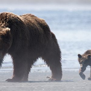 Fotoğraf Bears