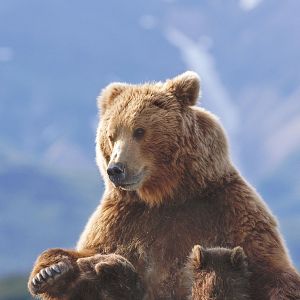 Fotoğraf Bears