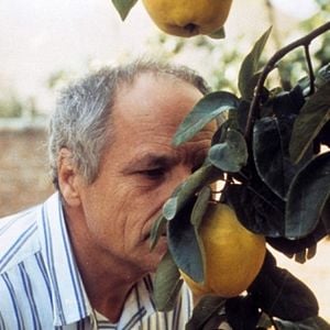 Fotoğraf Ayva Ağacı Güneşi