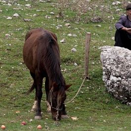 Fotoğraf Asfalt Çiçekleri
