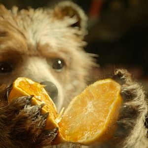 Fotoğraf Ayı Paddington