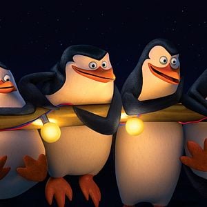 Fotoğraf Madagaskar Penguenleri