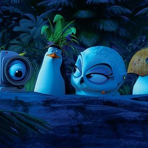 Fotoğraf Madagaskar Penguenleri