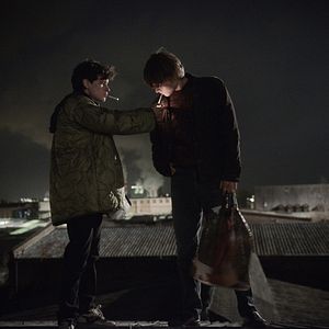 Fotoğraf Merlin Rose