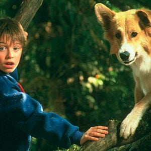 Fotoğraf Kahraman Köpek Bingo