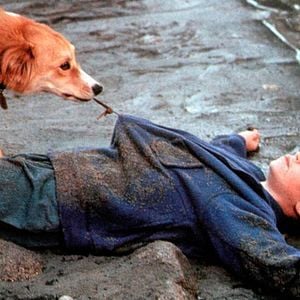 Fotoğraf Kahraman Köpek Bingo