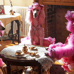 Fotoğraf Pudsey the Dog: The Movie