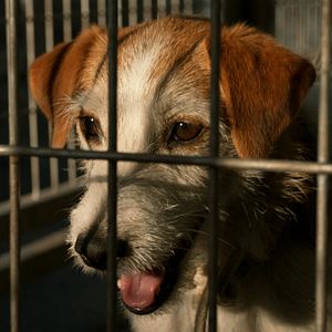 Fotoğraf Beyaz Tanrı