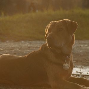 Fotoğraf Beyaz Tanrı