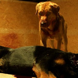 Fotoğraf Beyaz Tanrı