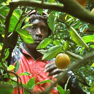 Fotoğraf Koudous Seihon