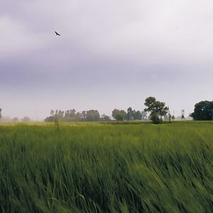 Fotoğraf ChauthI Koot