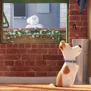 Fotoğraf Evcil Hayvanların Gizli Yaşamı