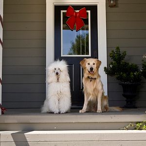 Fotoğraf A Christmas Wedding Tail