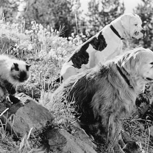 Fotoğraf Hoomeward Bound : The Incredible Journey