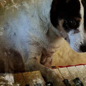 Fotoğraf Köpeğin Kalbi