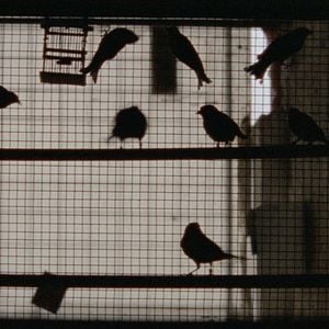 Fotoğraf Binbir Gece: Bölüm 3, Büyülenmiş Adam