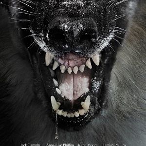 Fotoğraf Kurt Baskını