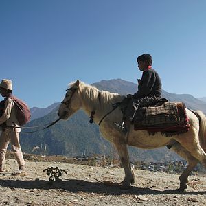 Fotoğraf Kara Tavuk