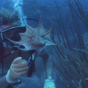 Fotoğraf Jacqueline Bisset