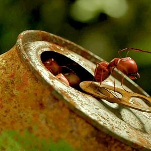 Fotoğraf Kayıp Karıncalar Vadisi