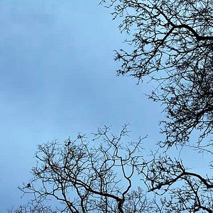 Fotoğraf Köpeğin Kalbi