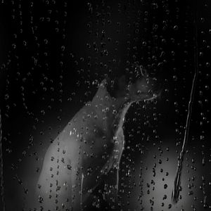 Fotoğraf Köpeğin Kalbi