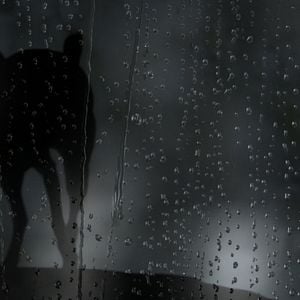 Fotoğraf Köpeğin Kalbi